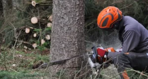 Baum fällen - Motorsäge