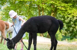 Flauschige Begegnungen im Kurpark Bad Salzig Alpaka-Spaziergang - des Koblenzer Hospizverein