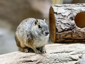 Patenschaften - Zoo-Neuwied