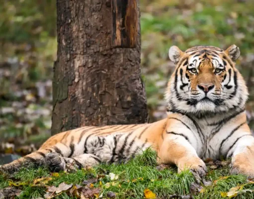 Zoo Neuwied: Eine Patenschaft zu Weihnachten Patenschaften - Zoo-Neuwied