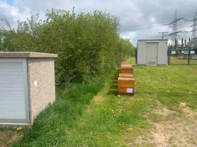 Boppard-Buchholz: Bienen am Waldhaus