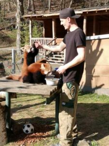 Zoo Neuwied: Pandafütterung