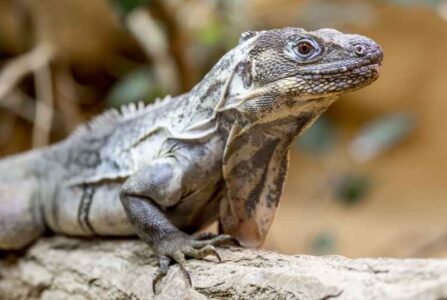 Zoo Neuwied feiert Zuchterfolg bei bedrohten Leguanen