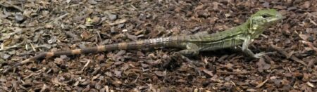 Zoo Neuwied feiert Zuchterfolg bei bedrohten Leguanen