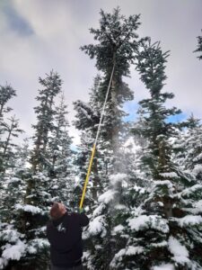 Extreme Wetterlagen machen den Weihnachtsbaumerzeugern die Ernte schwer