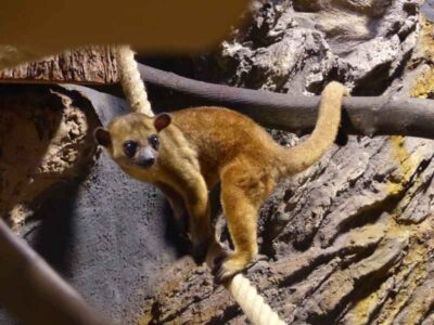 Im Zoo Neuwied nachtaktive Tiere tagsüber erleben