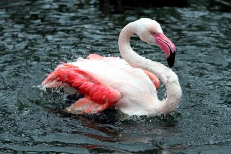 Flamingos im Zoo Neuwied