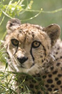 Wahre Liebe unter Männern: Geparden-Frust im Zoo Neuwied